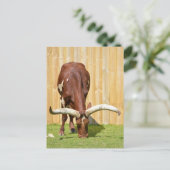Carte Postale Pâturage d'Ankole-Watusi (Debout devant)