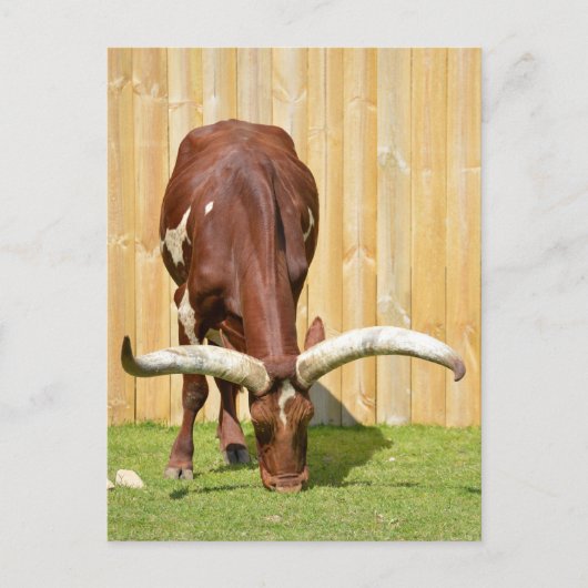Carte Postale Pâturage d'Ankole-Watusi (Devant)