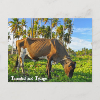 Carte Postale Pâturage de la vache parmi les cocotiers