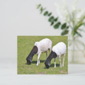 Carte Postale Pâturage de moutons somaliens (Debout devant)