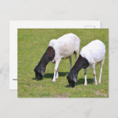 Carte Postale Pâturage de moutons somaliens (Devant / Derrière)