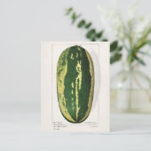 Carte Postale Pâturage de pastèque (Citrullus Lanatus) (Debout devant)