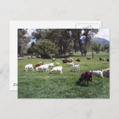 Carte Postale Pâturage des chèvres (Devant / Derrière)
