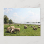 Carte Postale Pâturage des moutons au bord du Rhin (Devant)