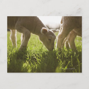 Carte Postale Pâturage des moutons dans l'herbe