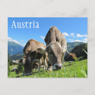 Carte Postale Pâturage des vaches tyroliennes, Alpes autrichienn