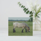 Carte Postale Pâturage gris de Cheval-couleur belge d'ébauche (Debout devant)