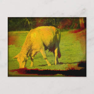 Carte Postale Pâturage patiné