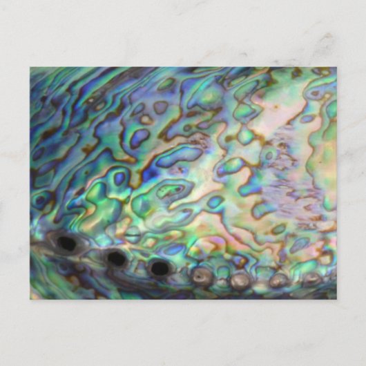 Carte postale Paua Shell (Devant)