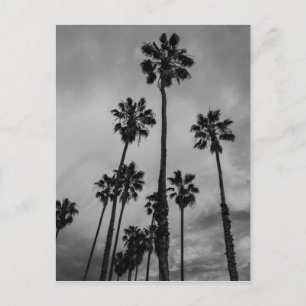 Carte Postale Paumes de B&W Los Angeles