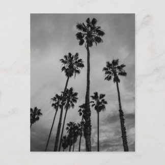 Carte Postale Paumes de B&W Los Angeles