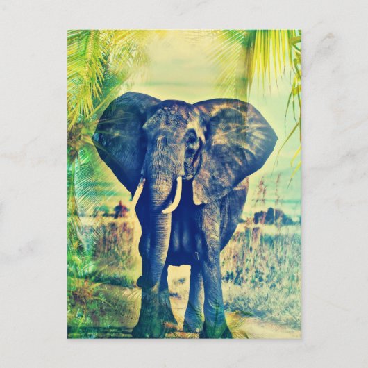 Carte Postale Paumes d'Éléphant (Devant)