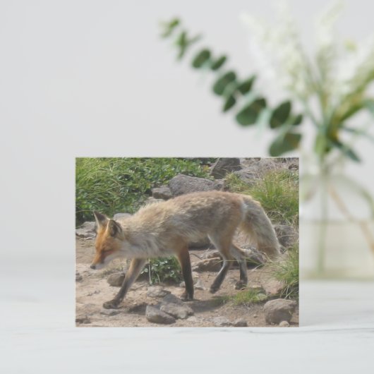 Carte Postale Pause sauvage : Renard dans la lumière du matin (Debout devant)
