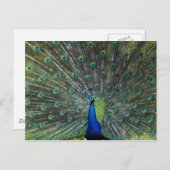 Carte Postale Pavanement de paon (Devant / Derrière)