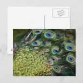 Carte Postale Pavo cristatus avec queue (Devant / Derrière)
