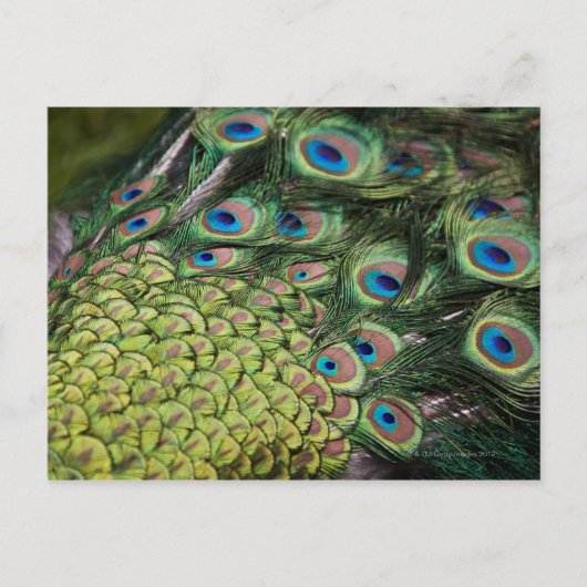 Carte Postale Pavo cristatus avec queue (Devant)