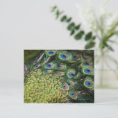 Carte Postale Pavo cristatus avec queue (Debout devant)