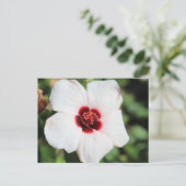 Carte Postale Pavonia Hastata # 2 (Debout devant)