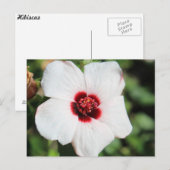 Carte Postale Pavonia Hastata # 2 (Devant / Derrière)