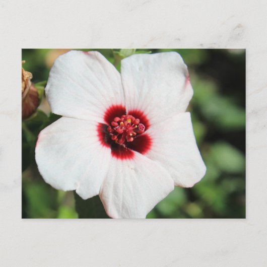 Carte Postale Pavonia Hastata # 2 (Devant)