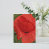 Carte Postale Pavot (Debout devant)