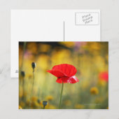 Carte Postale Pavot (Devant / Derrière)