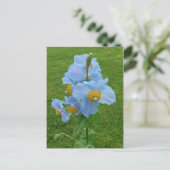 Carte Postale Pavot bleu (Meconopsis) (Debout devant)