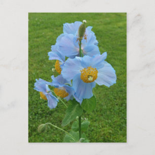 Carte Postale Pavot bleu (Meconopsis)