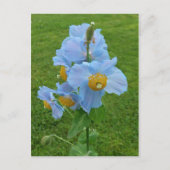 Carte Postale Pavot bleu (Meconopsis) (Devant)