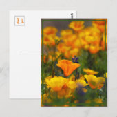 Carte Postale Pavot caché (Devant / Derrière)