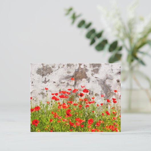 Carte Postale Pavot commun (Debout devant)