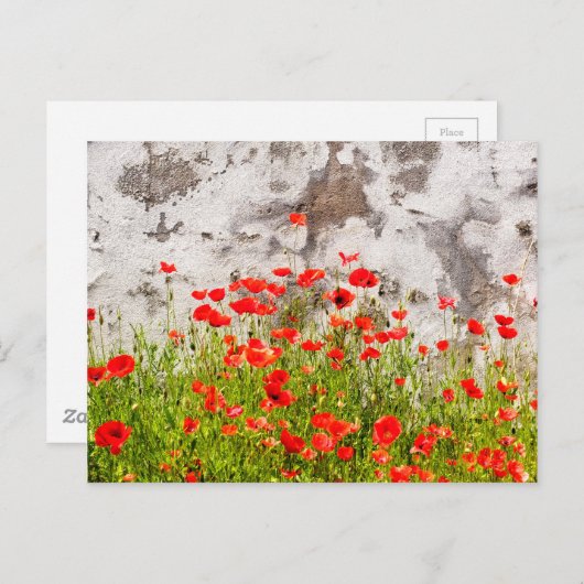 Carte Postale Pavot commun (Devant / Derrière)