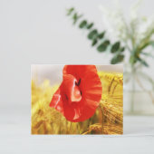 Carte Postale Pavot dans le champ de maïs (Debout devant)