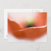 Carte Postale Pavot délicat (Devant / Derrière)