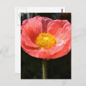 Carte Postale Pavot II d'Islande (Devant / Derrière)