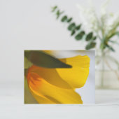 Carte Postale Pavot orange (Debout devant)