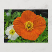 Carte Postale Pavot orange (Devant)