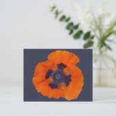 Carte Postale Pavot orange écarlate 1 (Debout devant)