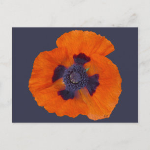 Carte Postale Pavot orange écarlate 1