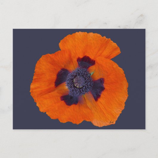 Carte Postale Pavot orange écarlate 1 (Devant)