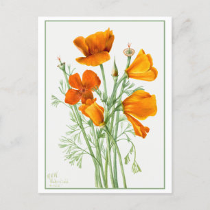 Carte Postale Pavot/Poppies d'Orange en Californie Vintage