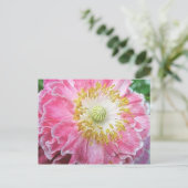 Carte Postale Pavot rose frileux (Debout devant)