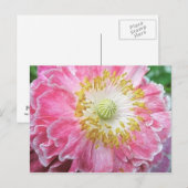 Carte Postale Pavot rose frileux (Devant / Derrière)