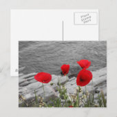 Carte Postale pavot rouge (Devant / Derrière)