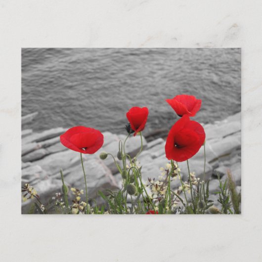 Carte Postale pavot rouge (Devant)