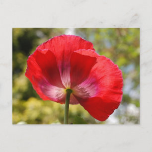 Carte Postale Pavot rouge