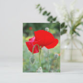 Carte Postale pavot rouge (Debout devant)