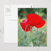 Carte Postale pavot rouge (Devant / Derrière)
