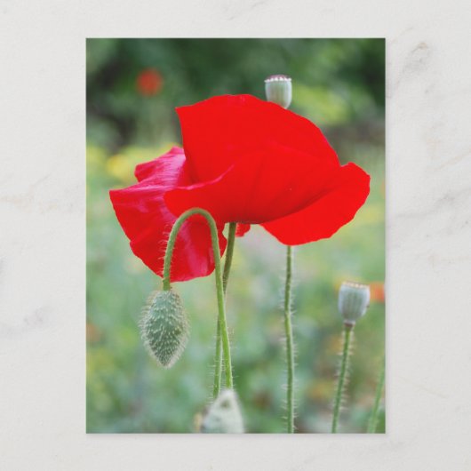 Carte Postale pavot rouge (Devant)