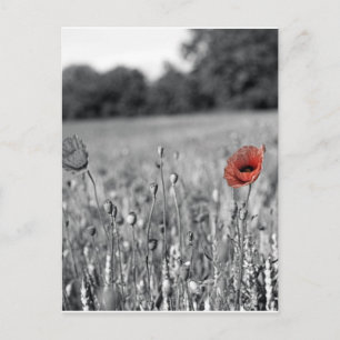 Carte Postale pavot rouge dans un champ noir et blanc
